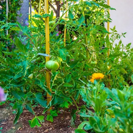Hébergement de vacances Little Garden House *