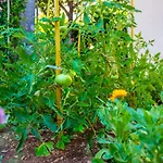 Semesterbostad Little Garden House *